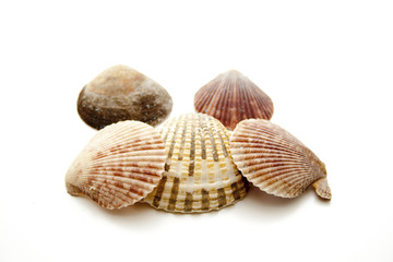Verschiedene Muscheln