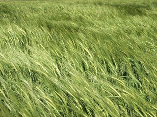 green wheat and windy weather