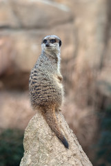 Erdmännchen (Suricata suricatta)