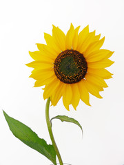 Sonnenblume,Gartenarbeit