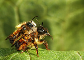 Paarende Erdbienen_01