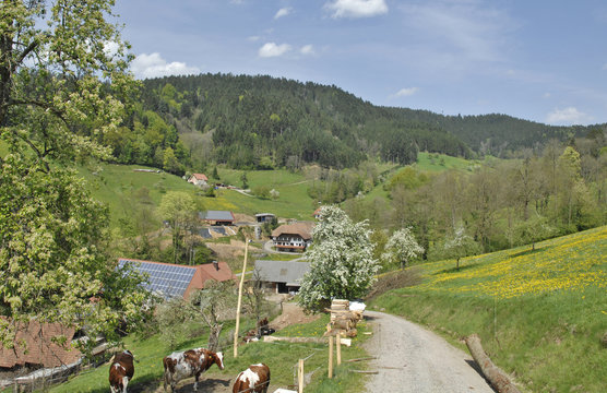 Schwarzwald
