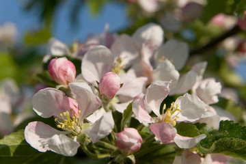 Apfelblüte, Apfelbaum, Knospe
