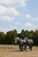 Plowing the Field