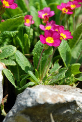 Spring flowers