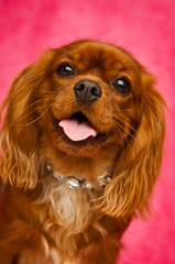 King Charles Cavalier isolated on a pink background