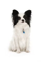 Papillon dog isolated on a white background