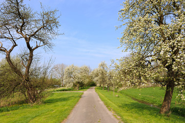 Obraz premium blossom trees