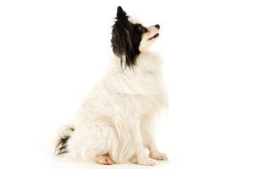 Papillon dog isolated on a white background