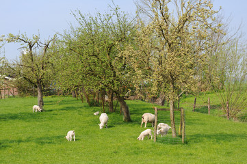 Sheep and lambs
