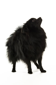 Pomeranian Dog Isolated On A White Background