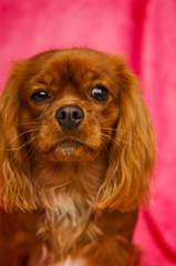 King Charles Cavalier isolated on a pink background