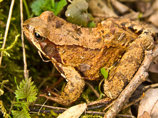 frog on the grass