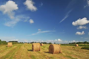 Hay harvest