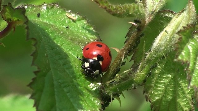 Zoom Coccinelle et pucerons