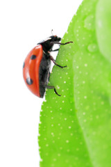 ladybug