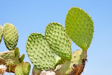 Tzabar cactus, or prickly pear (Opuntia ficus Indica)
