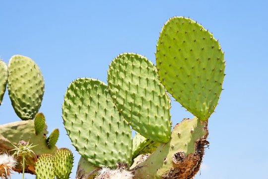 Tzabar cactus, or prickly pear (Opuntia ficus Indica)