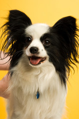 Papillon dog isolated on a yellow background