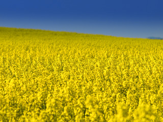 Obraz premium rape field