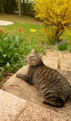 Printemps et chat