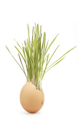 Little green spring grass grows in egg on white background