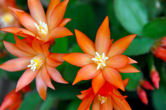 bl&uuml;ten