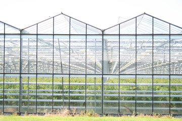 Gew&auml;chsh&auml;user2