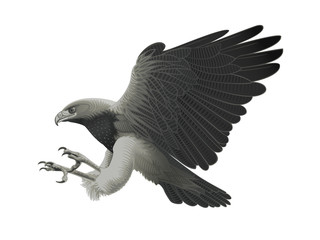Black chested Eagle buzzard attack