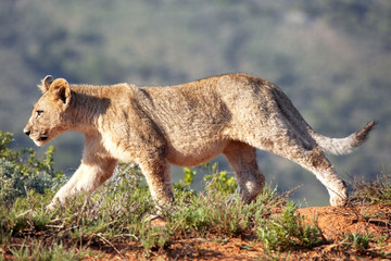 lion cub