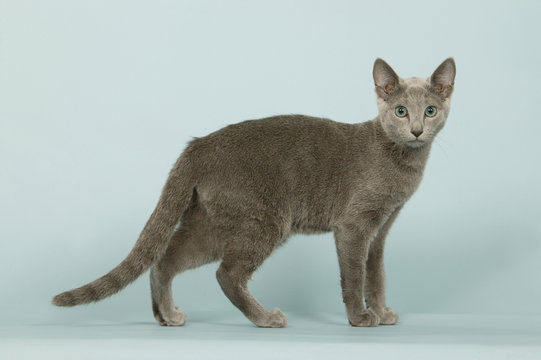 jeune chat de race bleu russe de profil,debout,studio