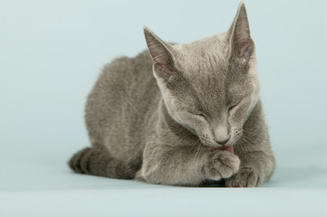 chaton bleu russe de face, allongé - toilette minutieuse