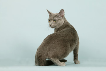 chat bleu russe dérangé en position de chasse
