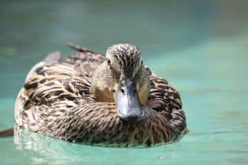 Anas Platyrhynchos – Stockente