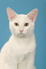 chat blanc russe de face en studio sur fond bleu,détourable