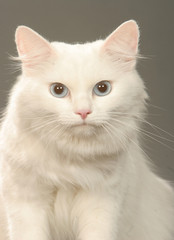 Fototapeta na wymiar Portret kota syberyjskiego w studio białym - niebieskie oczy