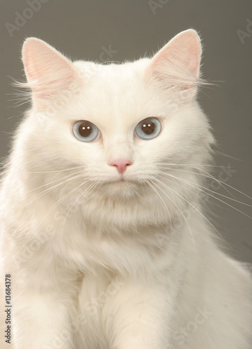 Portrait De Chat Sibérien Blanc En Studio Yeux Bleus