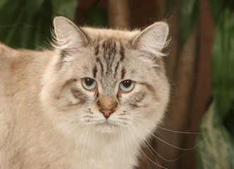 Naklejka na ściany i meble tête de chat sibérien aux yeux bleus - race rare