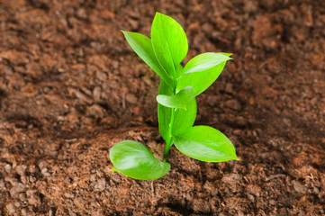 New life concept - green seedling growing out of soil