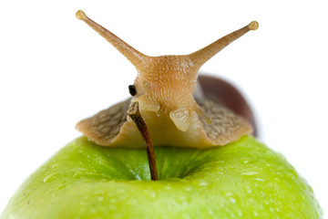 snail and apple