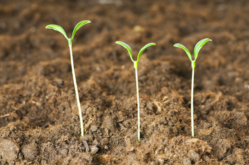 Seedlings illustrating the concept of new life