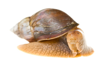 snail