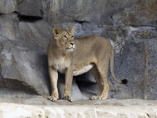 Obraz premium raubtier