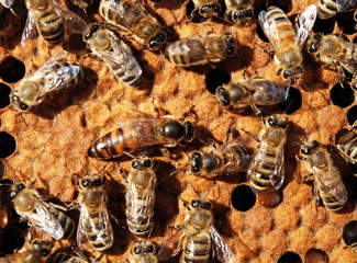 Queen bee behind work.