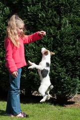 Springender Jack Russell Terrier