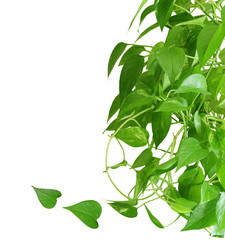 Pothos houseplant