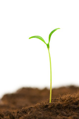 One seedling illustrating the concept of new life