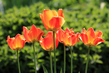 Tulpen