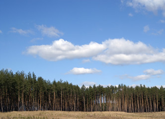 Fototapeta premium Forest landscape