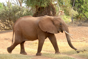 Walking african elephant (Samburu Reserve, Kenya)